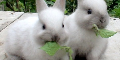 Čime i kako hraniti zečeve?